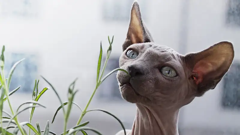 Скучают без людей: названы самые ласковые породы кошек