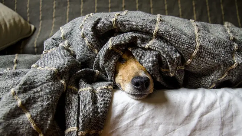 Названы 10 пород собак, которые легко поддаются дрессировке