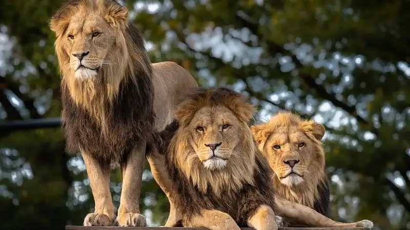 Львы лидируют в рейтинге самых самовлюбленных знаков зодиака