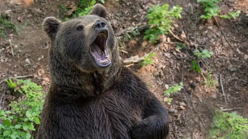 12-летний американец спас отца от нападения медведя в лесу