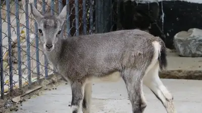 В зоопарке Шымкента родился редкий голубой баран, фото - Новости Zakon.kz от 20.09.2024 17:25