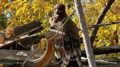 беркут, фото - Новости Zakon.kz от 21.09.2024 16:28