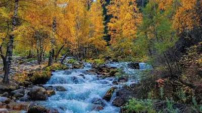 Обворожительную осень в горах Алматы показал фотограф, фото - Новости Zakon.kz от 25.09.2024 22:45