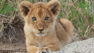 львят пытались продать в зоопарке Караганды, суд огласил приговор сотрудникам, фото - Новости Zakon.kz от 27.09.2024 16:18