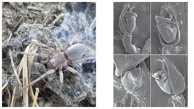 Что известно о новых видах пауков, обнаруженных на юге Казахстана