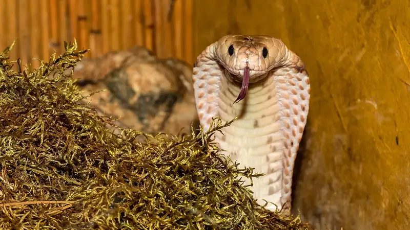 В Узбекистане мужчина держал дома более 30 кобр