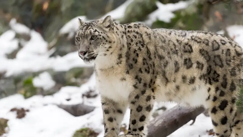 В Казахстане более 130 видов животных могут исчезнуть