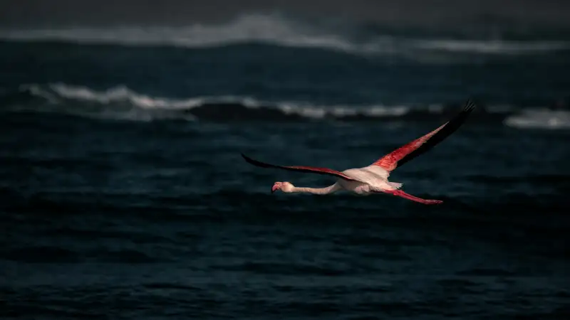 Мертвых окровавленных фламинго нашли в степи около Актау