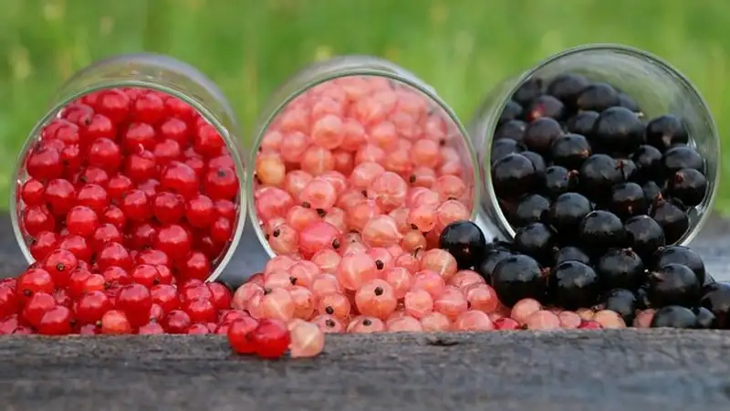 Какая ягода помогает укрепить иммунитет и похудеть