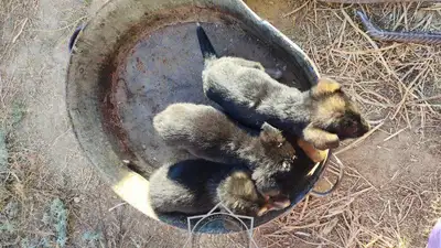 Пять щенков спасли из туалета в Актобе, фото - Новости Zakon.kz от 05.10.2024 16:27