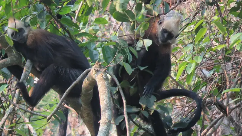 Из-за генетической мутации лангуры научились пить соленую воду – исследование