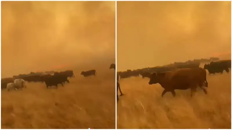 "Скот обречен": в Карагандинской области отреагировали на кадры с убегающими от огня животными