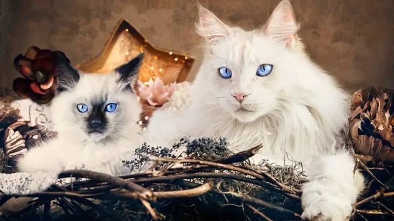 Какие породы кошек самые покладистые