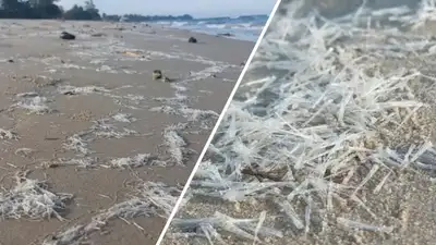 Тысячи живых игл выбросило на популярный пляж, фото - Новости Zakon.kz от 16.10.2024 23:15