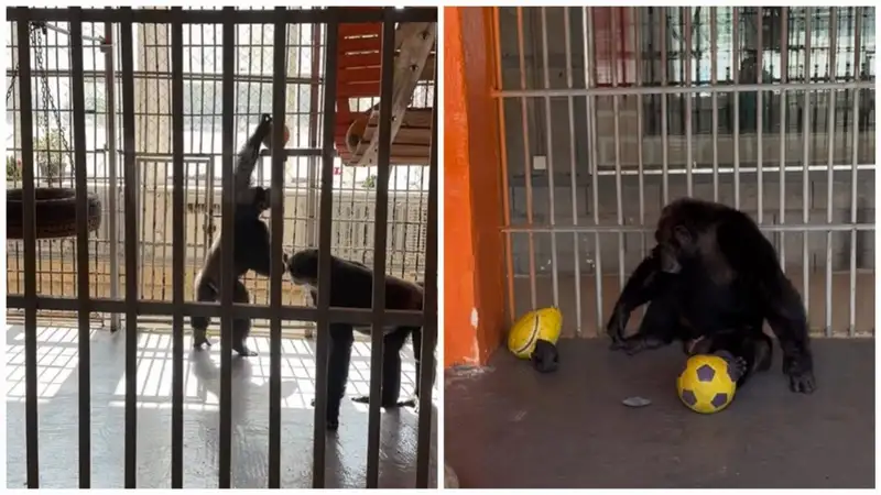 Зоопарк Алматы обратился к казахстанцам за помощью в связи с шимпанзе Лолой