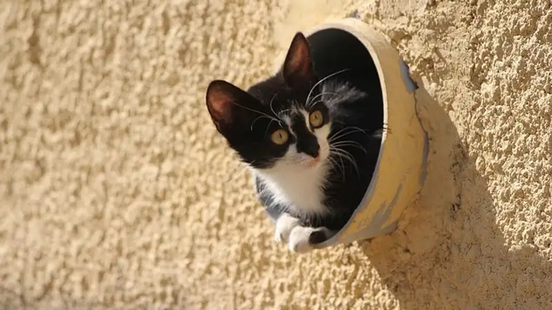 Ученые подтвердили, что кошки "почти жидкие"