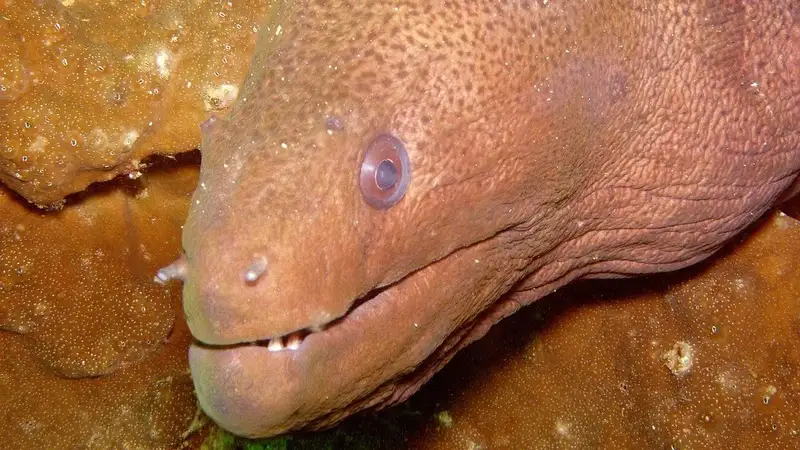 В Южной Калифорнии на пляже нашли необычное морское существо