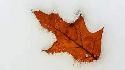 Готовьтесь к неустойчивой погоде: дождь, снег и похолодание ожидаются в выходные в Казахстане, фото - Новости Zakon.kz от 18.10.2024 12:48