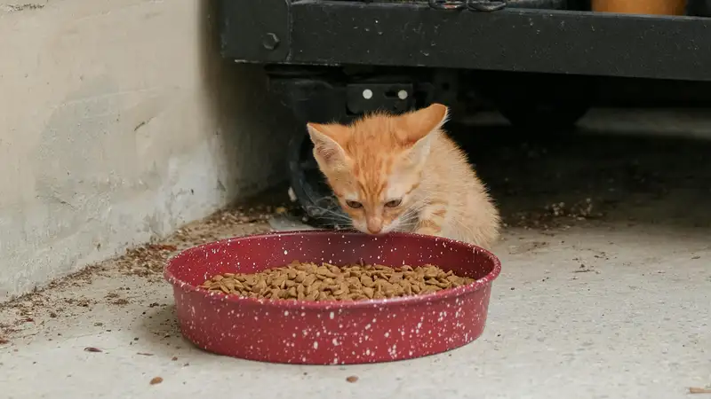 Как часто и чем лучше кормить кошек