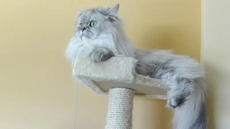 Как отучить кошку драть обои и мебель – советы