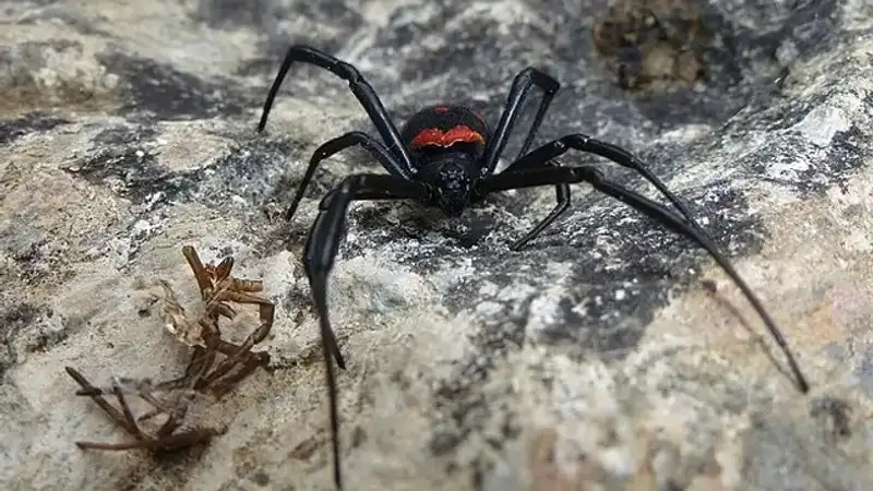 В Казахстане утвердили санитарные правила по борьбе с каракуртами