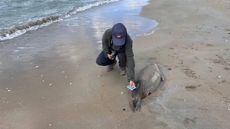 Число мертвых тюленей на берегу Каспия в Мангистауской области достигло 289
