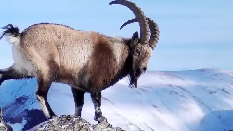Фотоловушка поймала момент: восхитительный сибирский горный козел на востоке Казахстана