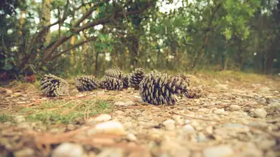 Зачем в Бурабае тоннами собирают сосновые шишки, фото - Новости Zakon.kz от 01.11.2024 12:54