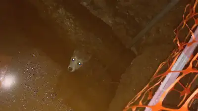 В Астане сотрудники МЧС спасли упавшего в яму пса, фото - Новости Zakon.kz от 01.11.2024 08:27