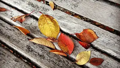 Иванов день, 1 ноября, приметы, погода, что нельзя делать, фото - Новости Zakon.kz от 01.11.2024 10:52