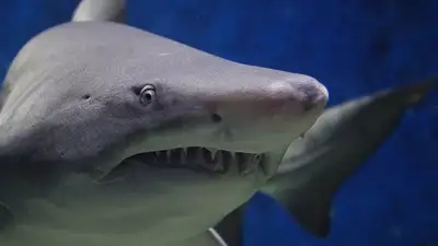 Акула напала на пожилого серфера в США, фото - Новости Zakon.kz от 03.11.2024 01:16