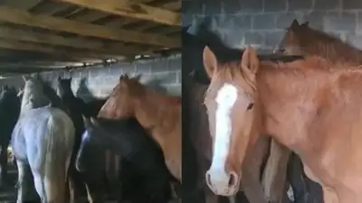 лошади, фото - Новости Zakon.kz от 03.11.2024 13:39