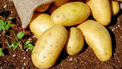 картофель, фото - Новости Zakon.kz от 04.11.2024 17:58