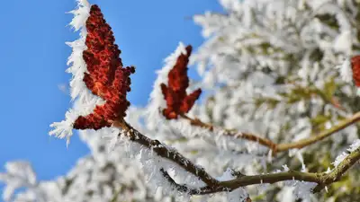 заморозки Казахстан юг прогноз, фото - Новости Zakon.kz от 04.11.2024 12:32