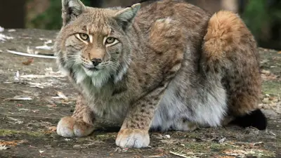 Редкая рысь и сибирский горный козел попали в фотоловушку в Катон-Карагайском нацпарке, фото - Новости Zakon.kz от 04.11.2024 19:31