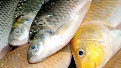 контрабанда рыбы, фото - Новости Zakon.kz от 05.11.2024 18:48