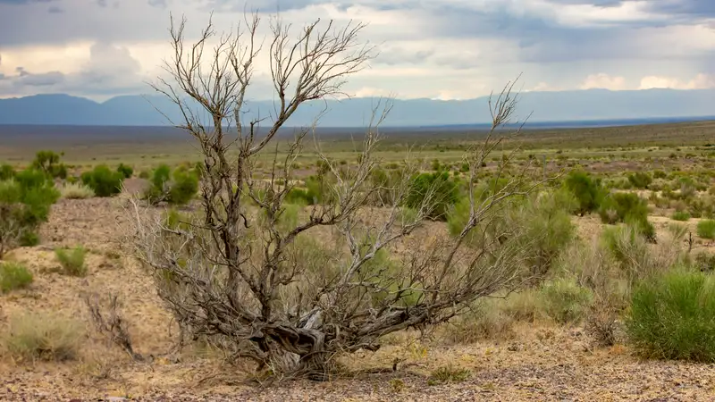 В Казахстане запретили рубить саксаул на участках лесного фонда