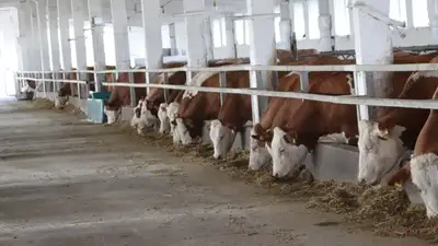 В области Абай развивается производство молочной продукции, фото - Новости Zakon.kz от 21.10.2024 11:06