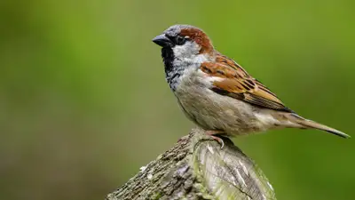 воробей, фото - Новости Zakon.kz от 07.11.2024 13:04