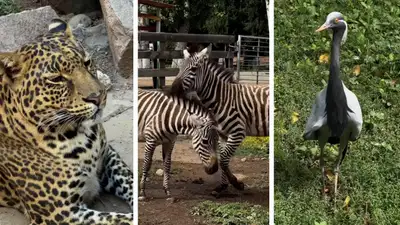 Как Алматинский зоопарк готовится к зиме, фото - Новости Zakon.kz от 07.11.2024 23:15