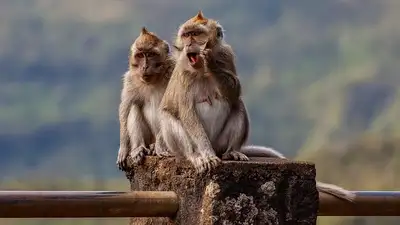 Обезьяны сбежали из исследовательского центра, фото - Новости Zakon.kz от 07.11.2024 19:17