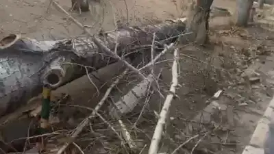 Упавшее дерево в Павлодаре, штормовой ветер, женщина погибла в Павлодаре из-за упавшего дерева, фото - Новости Zakon.kz от 07.11.2024 12:19