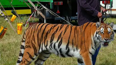 Цирк, фото - Новости Zakon.kz от 08.11.2024 08:55