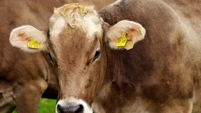 Животноводы Абайской области бьют тревогу из-за орудующих банд скотокрадов , фото - Новости Zakon.kz от 08.11.2024 23:13