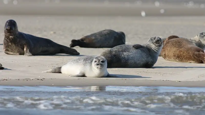 Природный резерват "Каспий итбалығы" создадут в Казахстане