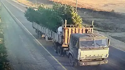 В Акмолинской области задержан грузовик с похищенными соснами на миллион тенге, фото - Новости Zakon.kz от 09.11.2024 19:40