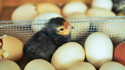 цыпленок, яйца, фото - Новости Zakon.kz от 09.11.2024 13:46