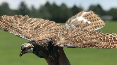 В США разработали дроны из чучел птиц, фото - Новости Zakon.kz от 11.11.2024 02:38