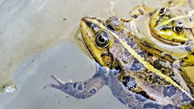 лягушки, фото - Новости Zakon.kz от 10.11.2024 10:03