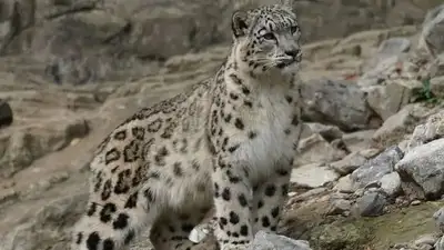 снежный барс попал в фотоловушку, фото - Новости Zakon.kz от 11.11.2024 22:22